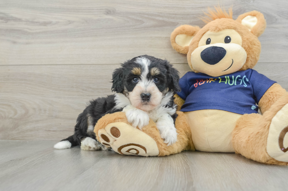 5 week old Mini Aussiedoodle Puppy For Sale - Lone Star Pups