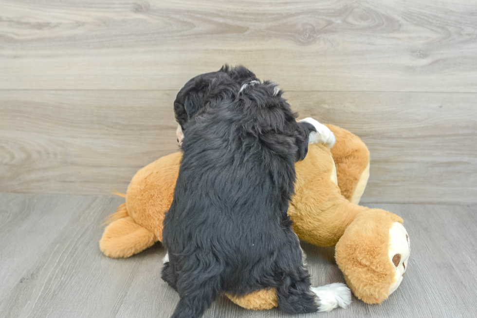 Small Mini Aussiedoodle Baby