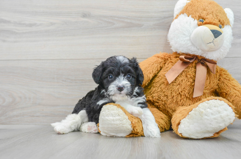 5 week old Mini Aussiedoodle Puppy For Sale - Lone Star Pups