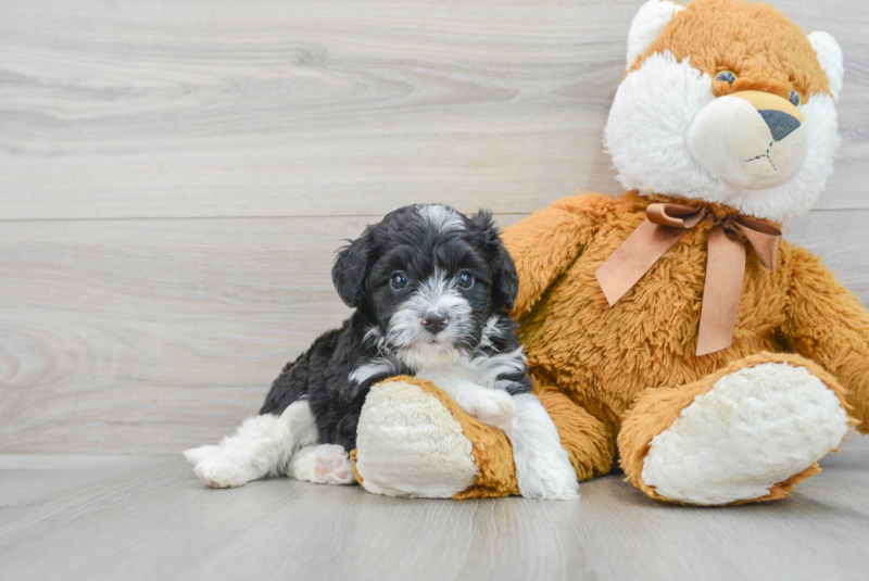 Meet Kelty - our Mini Aussiedoodle Puppy Photo 1/3 - Lone Star Pups