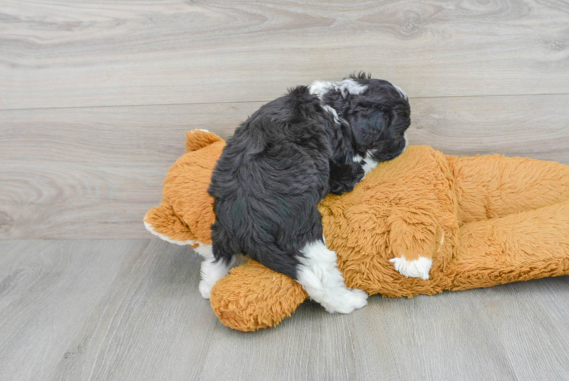Meet Kelty - our Mini Aussiedoodle Puppy Photo 2/3 - Lone Star Pups