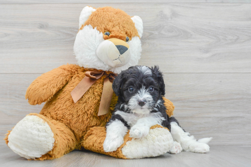 Meet Kelty - our Mini Aussiedoodle Puppy Photo 3/3 - Lone Star Pups