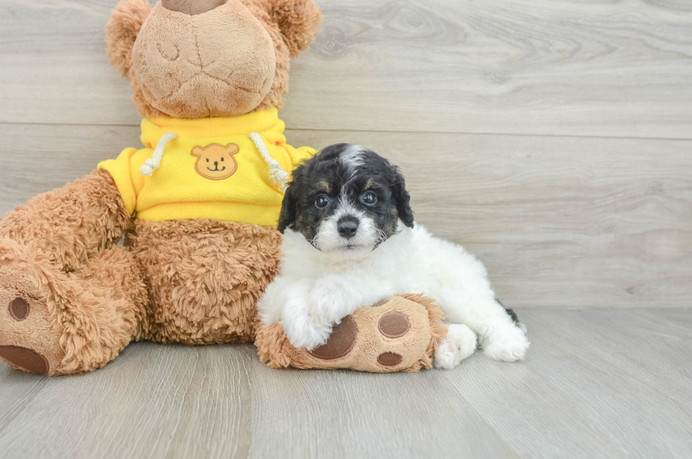 9 week old Mini Aussiedoodle Puppy For Sale - Lone Star Pups