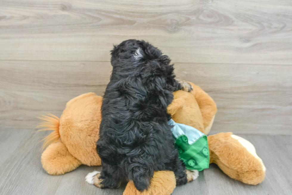 Energetic Aussie Poo Poodle Mix Puppy