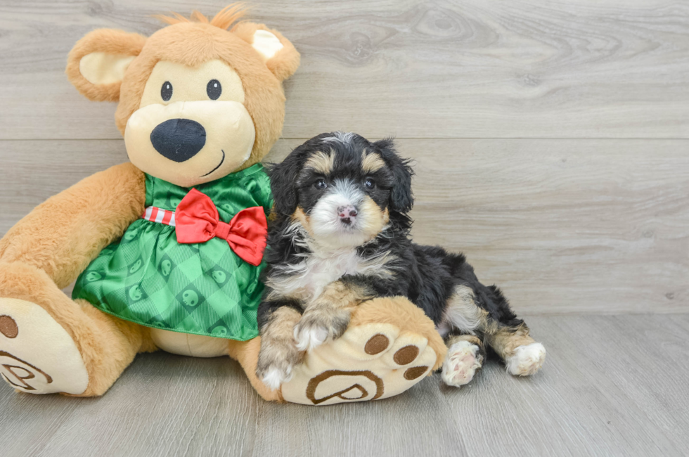 5 week old Mini Aussiedoodle Puppy For Sale - Lone Star Pups