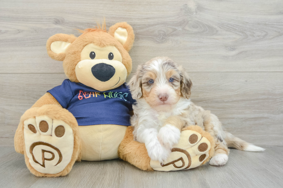 5 week old Mini Aussiedoodle Puppy For Sale - Lone Star Pups