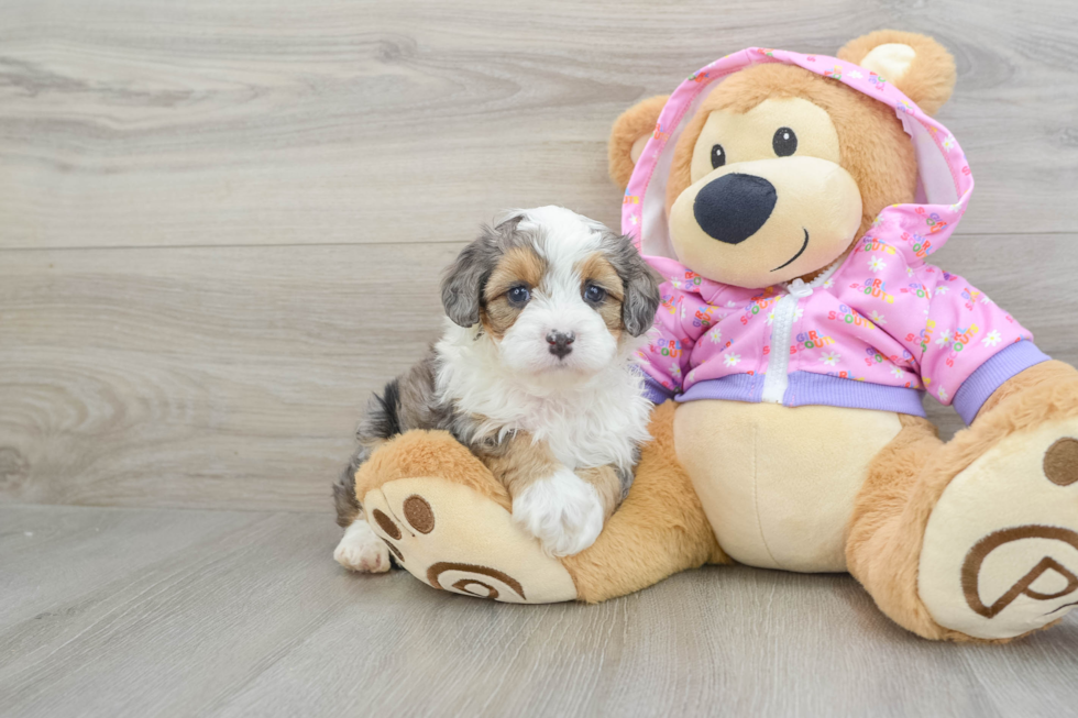 Little Mini Aussiepoo Poodle Mix Puppy