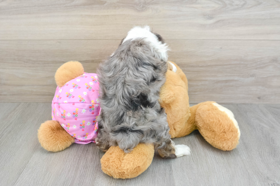 Best Mini Aussiedoodle Baby