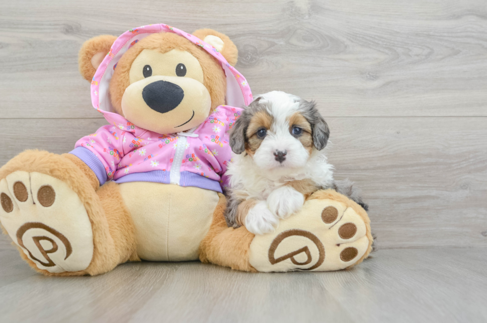 6 week old Mini Aussiedoodle Puppy For Sale - Lone Star Pups