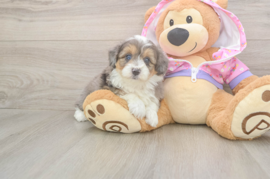 5 week old Mini Aussiedoodle Puppy For Sale - Lone Star Pups Friendly Mini Aussiedoodle Baby