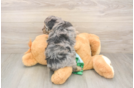 Playful Mini Aussiepoodle Poodle Mix Puppy