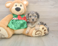 6 week old Mini Aussiedoodle Puppy For Sale - Lone Star Pups