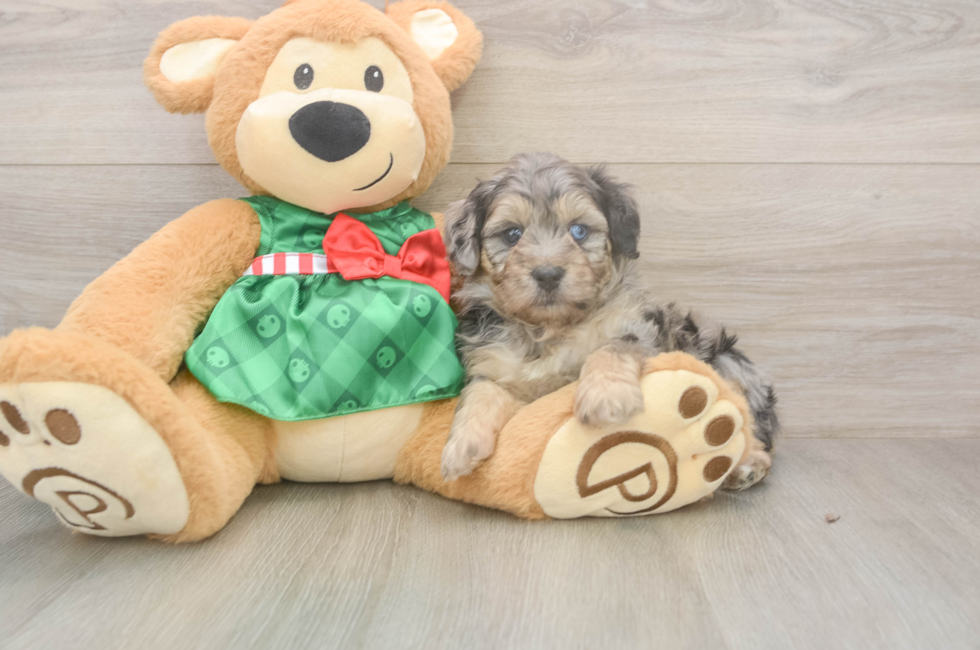 5 week old Mini Aussiedoodle Puppy For Sale - Lone Star Pups