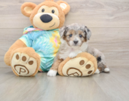 6 week old Mini Aussiedoodle Puppy For Sale - Lone Star Pups