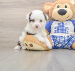 8 week old Mini Aussiedoodle Puppy For Sale - Lone Star Pups