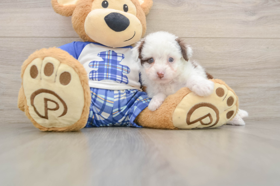 Friendly Mini Aussiedoodle Baby