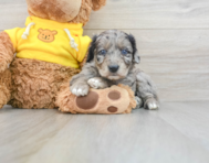7 week old Mini Aussiedoodle Puppy For Sale - Lone Star Pups