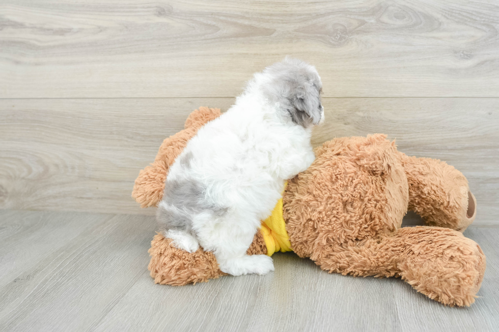 Funny Mini Aussiedoodle Poodle Mix Pup