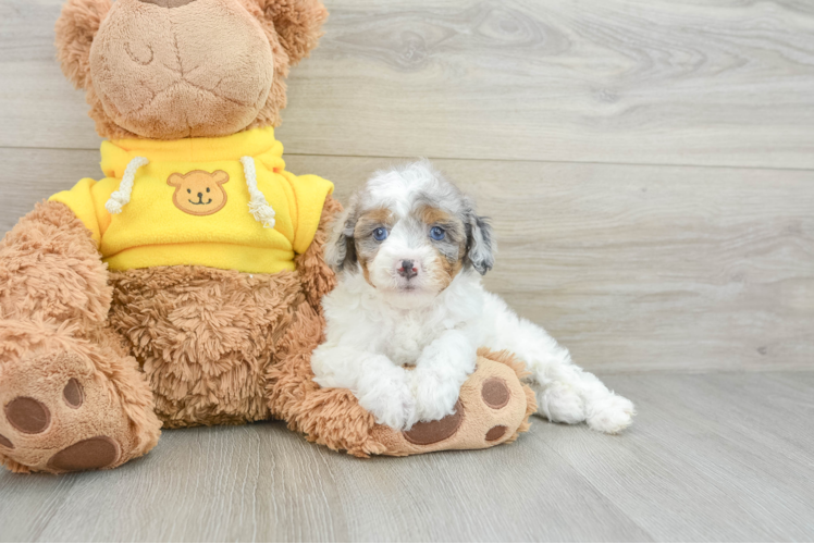 Hypoallergenic Aussiepoo Poodle Mix Puppy