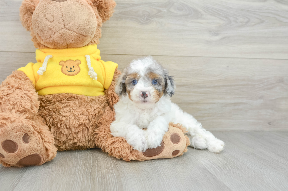 6 week old Mini Aussiedoodle Puppy For Sale - Lone Star Pups