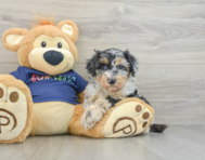 9 week old Mini Aussiedoodle Puppy For Sale - Lone Star Pups