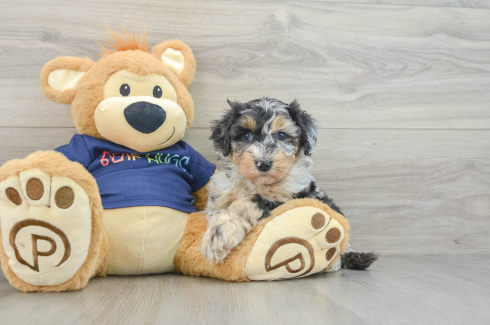 5 week old Mini Aussiedoodle Puppy For Sale - Lone Star Pups