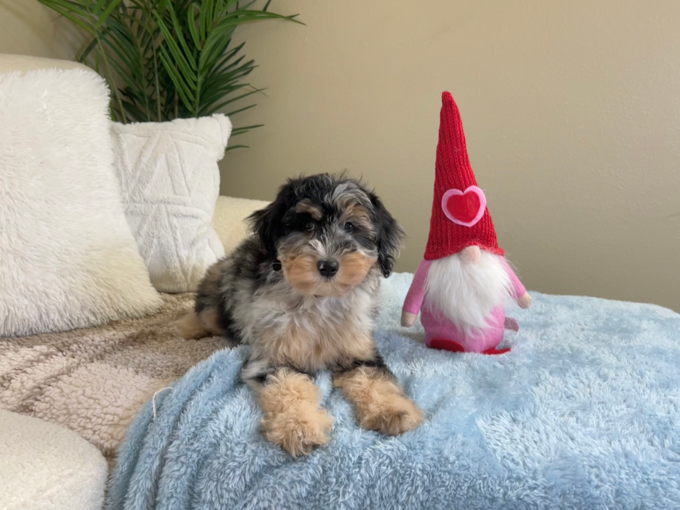 Mini Aussiedoodle Puppy for Adoption