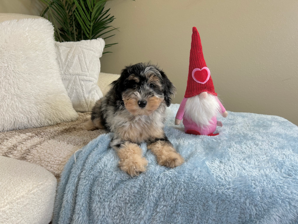 Cute Aussie Poo Poodle Mix Puppy