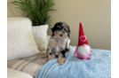 Mini Aussiedoodle Puppy for Adoption