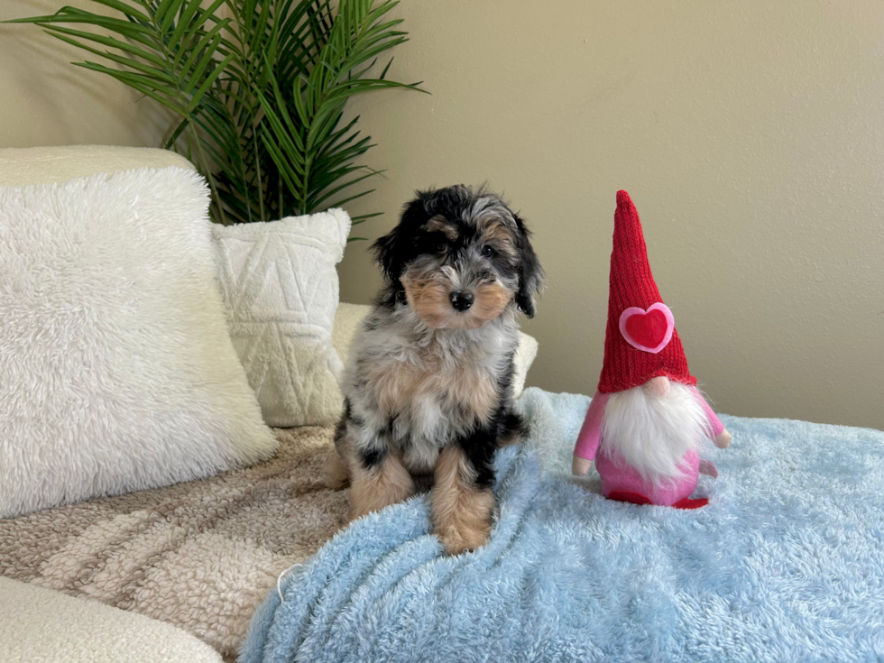 Mini Aussiedoodle Puppy for Adoption