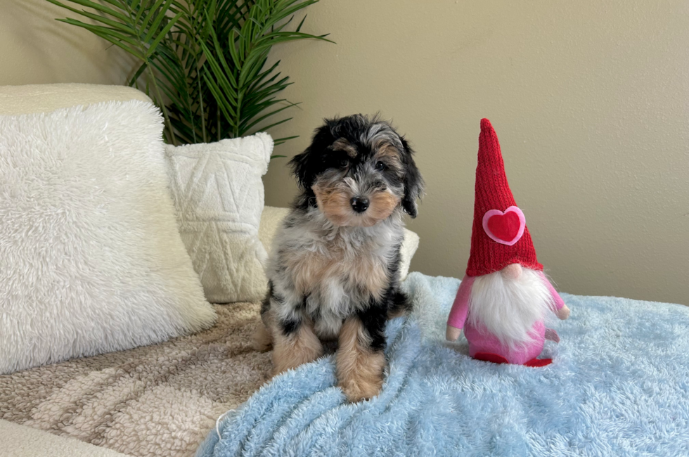 10 week old Mini Aussiedoodle Puppy For Sale - Lone Star Pups