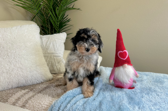 Mini Aussiedoodle Puppy for Adoption