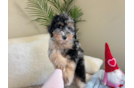 Mini Aussiedoodle Puppy for Adoption