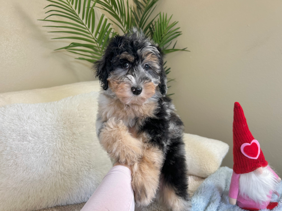 Mini Aussiedoodle Puppy for Adoption