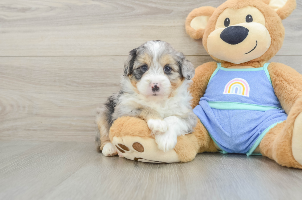 5 week old Mini Aussiedoodle Puppy For Sale - Lone Star Pups