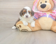 7 week old Mini Aussiedoodle Puppy For Sale - Lone Star Pups