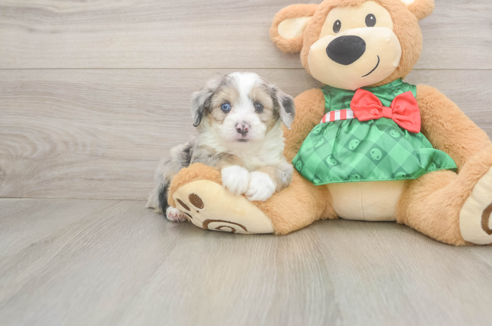 5 week old Mini Aussiedoodle Puppy For Sale - Lone Star Pups
