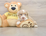 8 week old Mini Aussiedoodle Puppy For Sale - Lone Star Pups