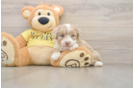 Mini Aussiedoodle Pup Being Cute