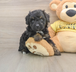 6 week old Mini Aussiedoodle Puppy For Sale - Lone Star Pups