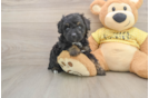 Cute Mini Aussiedoodle Baby