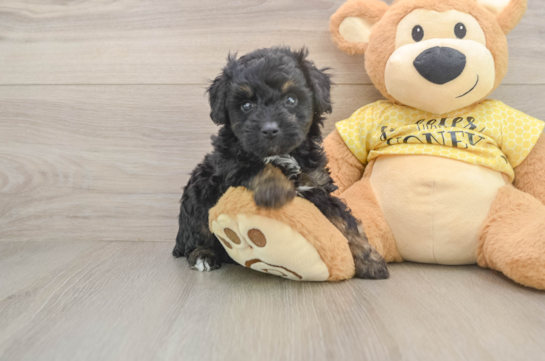 Cute Mini Aussiedoodle Baby