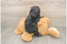 Mini Aussiedoodle Pup Being Cute