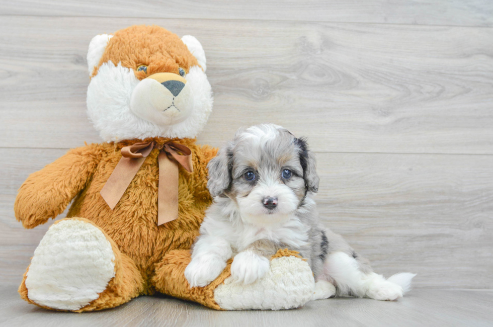 5 week old Mini Aussiedoodle Puppy For Sale - Lone Star Pups