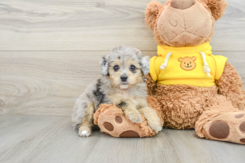 Best Mini Aussiedoodle Baby