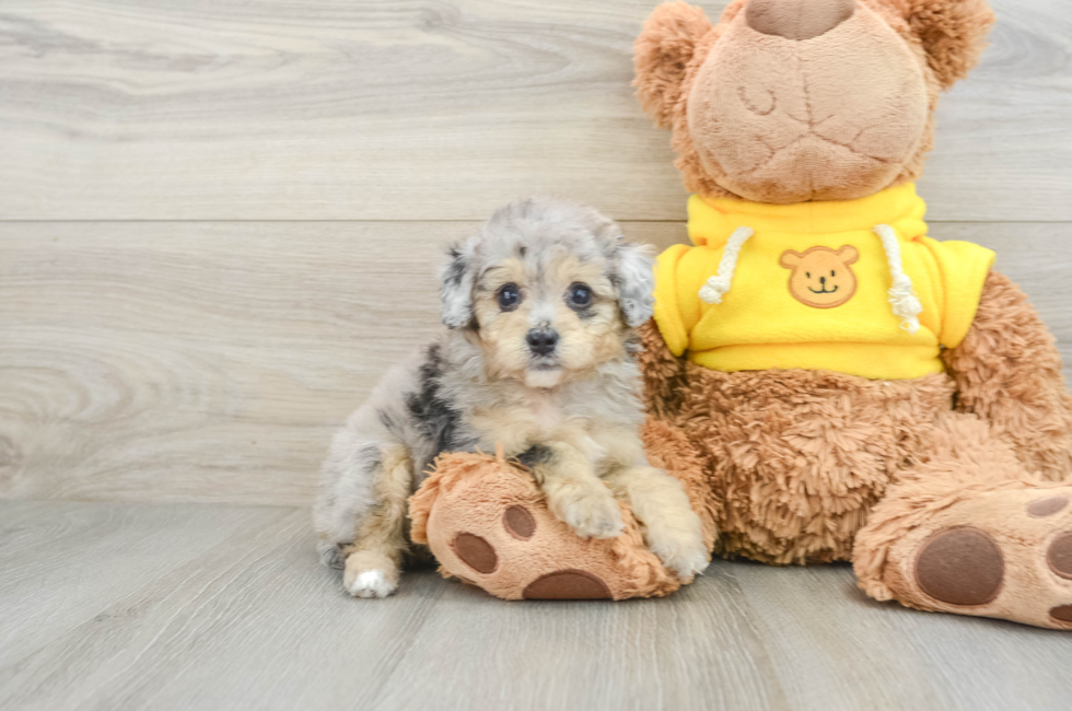 9 week old Mini Aussiedoodle Puppy For Sale - Lone Star Pups