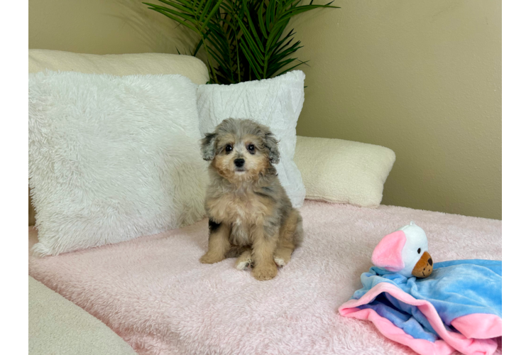 Cute Aussiepoo Poodle Mix Puppy