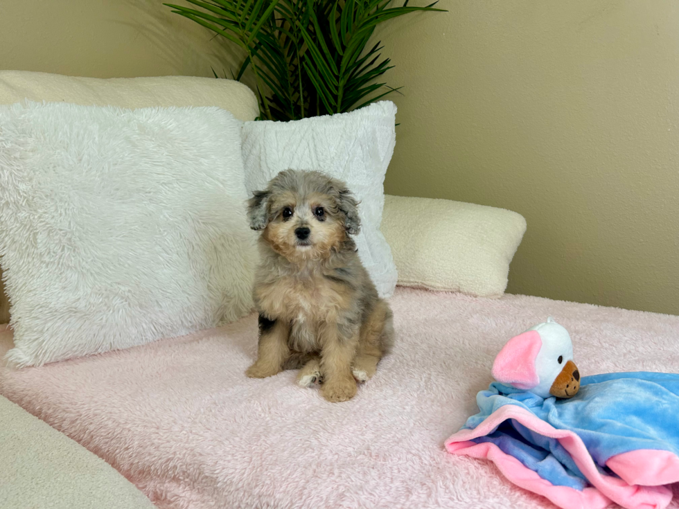 Cute Aussiepoo Poodle Mix Puppy