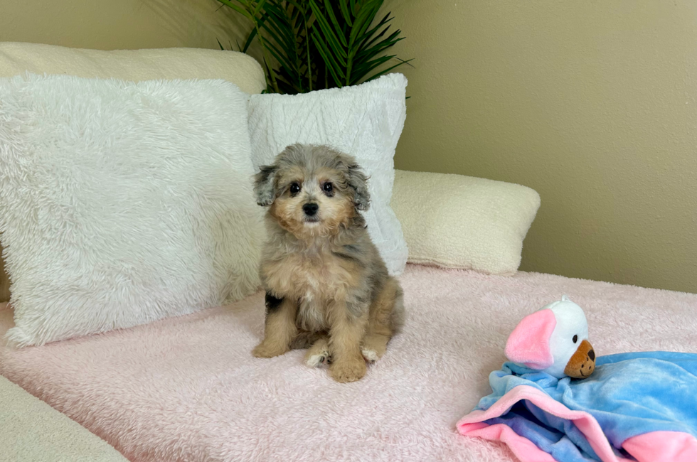 12 week old Mini Aussiedoodle Puppy For Sale - Lone Star Pups