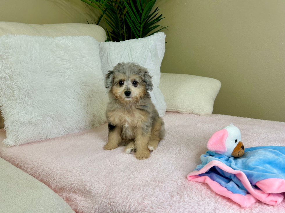 Cute Mini Aussiedoodle Baby